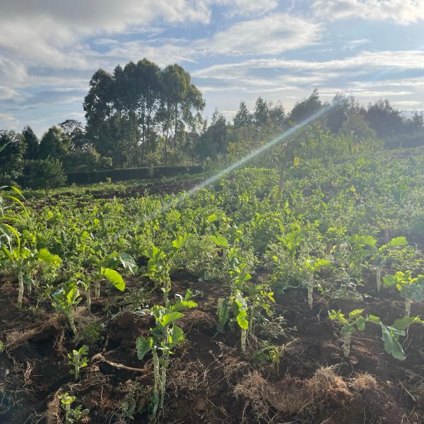 Unser Feld in Kenia